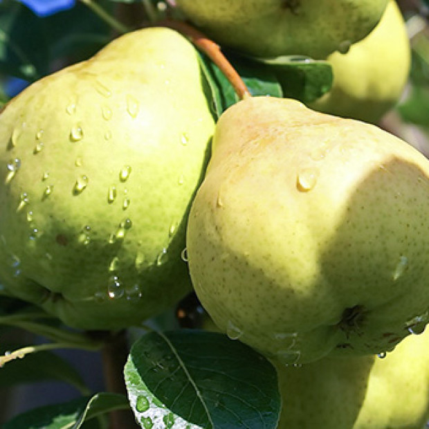 Фото 3. Груша «Августовская Роса» в каталоге СЦ Корекозево
