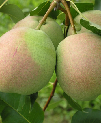 Груша «Десертная» россошанская в каталоге СЦ Корекозево