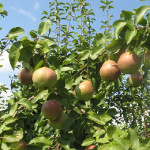 Миниатюра 3. Груша «Десертная» россошанская в каталоге СЦ Корекозево