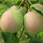 Миниатюра 1. Груша «Десертная» россошанская в каталоге СЦ Корекозево