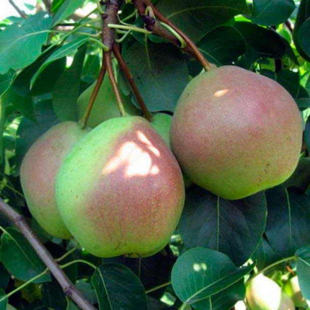 Фото 2. Груша «Десертная» россошанская в каталоге СЦ Корекозево