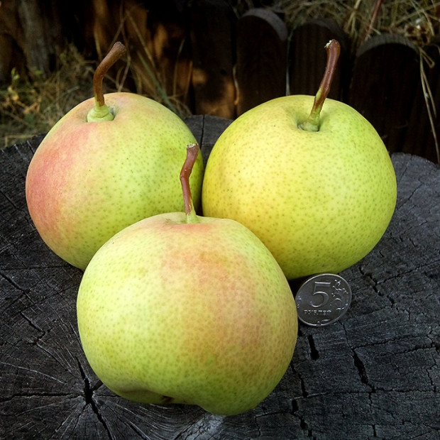 Фото 4. Груша «Десертная» россошанская в каталоге СЦ Корекозево