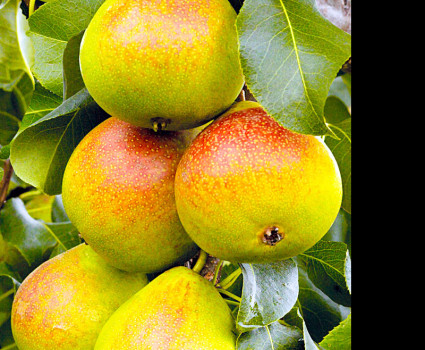 Груша «Дюшес» летний (Вильямс) в каталоге СЦ Корекозево