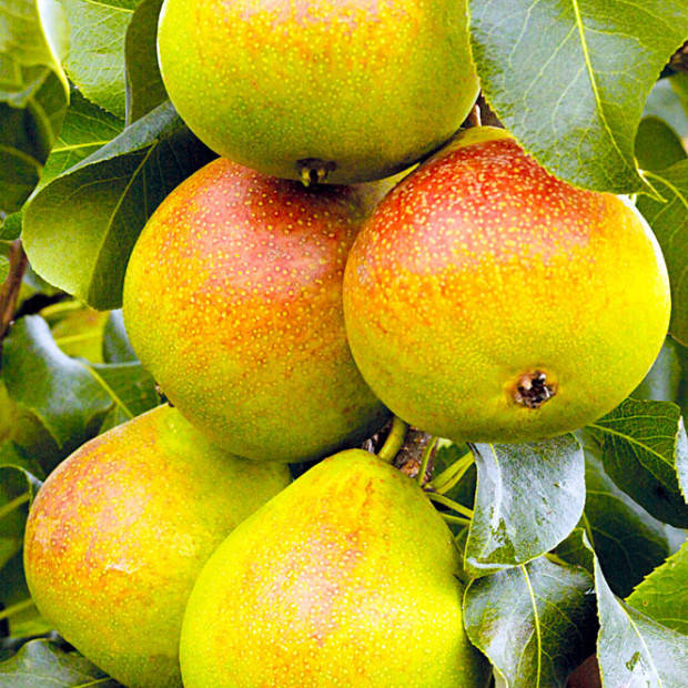 Фото 1. Груша «Дюшес» летний (Вильямс) в каталоге СЦ Корекозево