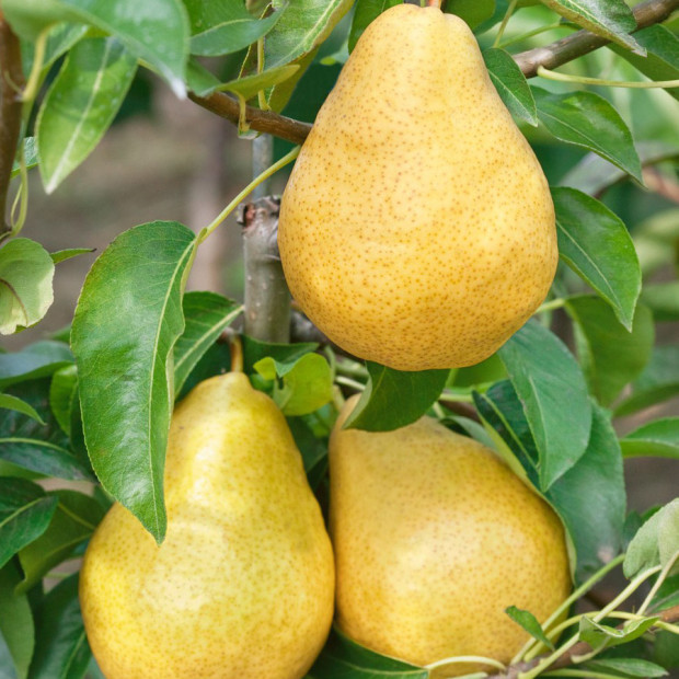 Фото 3. Груша «Дюшес» летний (Вильямс) в каталоге СЦ Корекозево