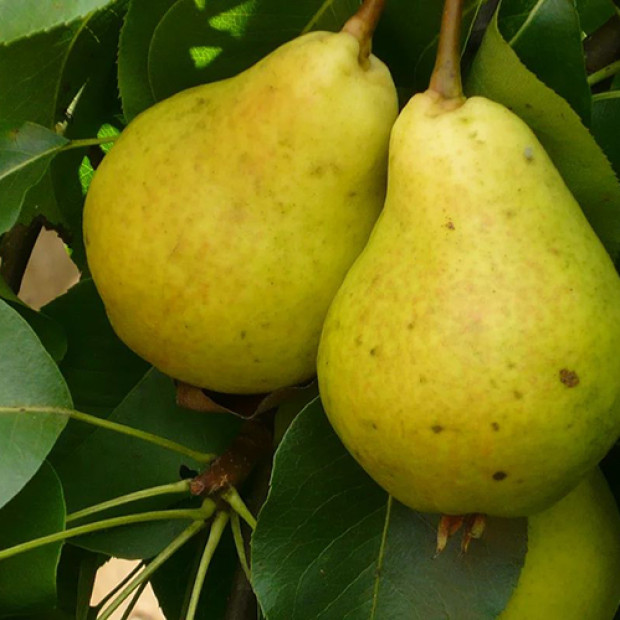 Фото 4. Груша «Дюшес» летний (Вильямс) в каталоге СЦ Корекозево