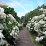 Миниатюра 2. Гортензия метельчатая Грандифлора в каталоге СЦ Корекозево