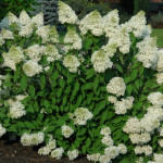 Миниатюра 4. Гортензия метельчатая Грандифлора в каталоге СЦ Корекозево