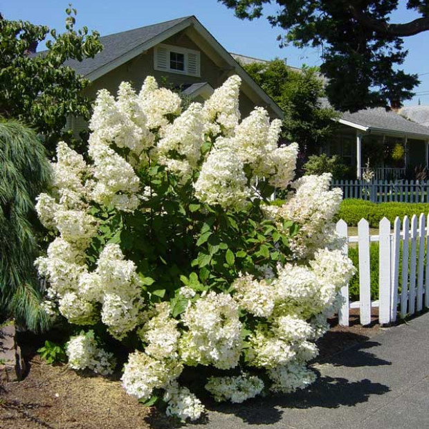 Фото 1. Гортензия метельчатая Грандифлора в каталоге СЦ Корекозево