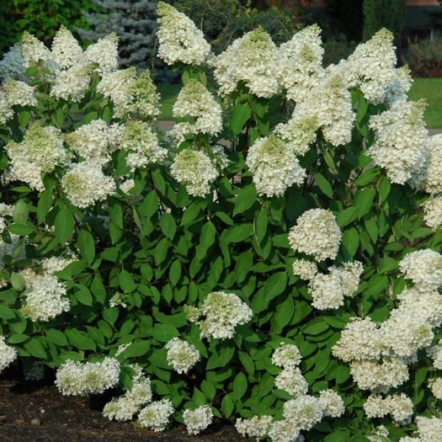 Фото 4. Гортензия метельчатая Грандифлора в каталоге СЦ Корекозево