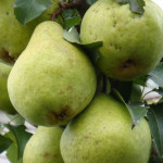 Миниатюра 3. Груша «Завея» в каталоге СЦ Корекозево