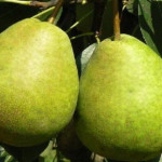 Миниатюра 4. Груша «Завея» в каталоге СЦ Корекозево