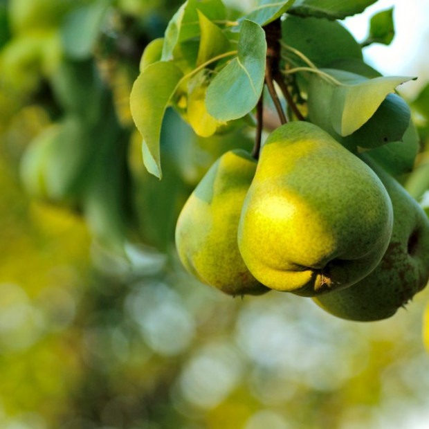 Фото 2. Груша «Завея» в каталоге СЦ Корекозево