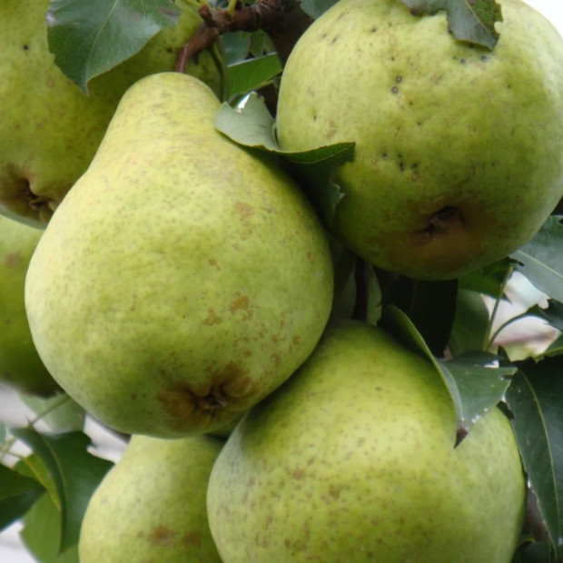 Фото 3. Груша «Завея» в каталоге СЦ Корекозево