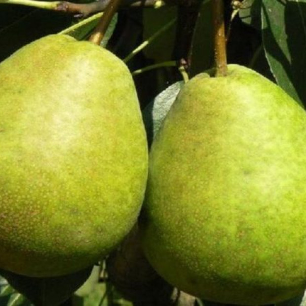 Фото 4. Груша «Завея» в каталоге СЦ Корекозево