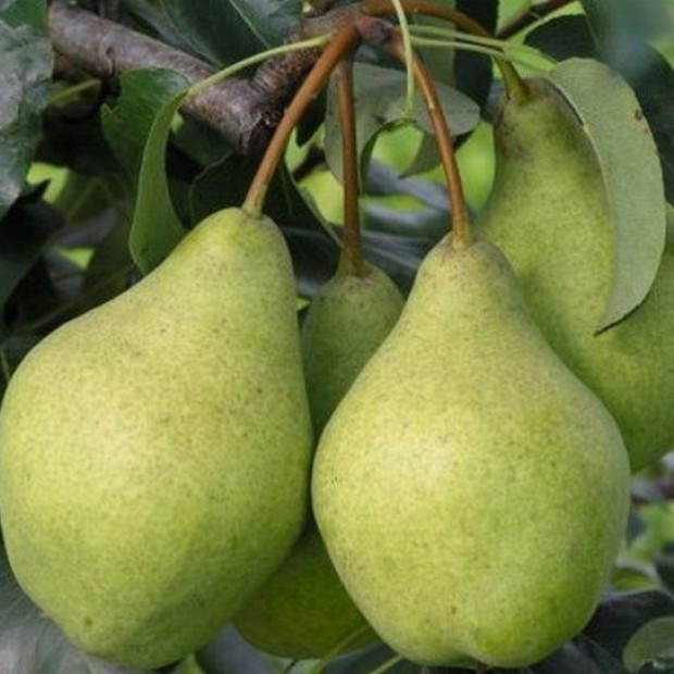 Фото 1. Груша «Завея» в каталоге СЦ Корекозево