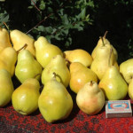 Миниатюра 2. Груша «Лада» в каталоге СЦ Корекозево