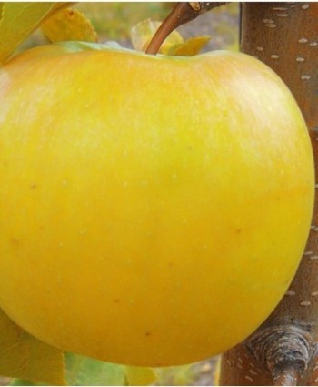 Яблоня Антоновка обыкновенная в каталоге СЦ Корекозево