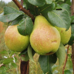 Миниатюра 3. Груша «Москвичка» в каталоге СЦ Корекозево