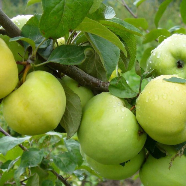 Фото 2. Яблоня 