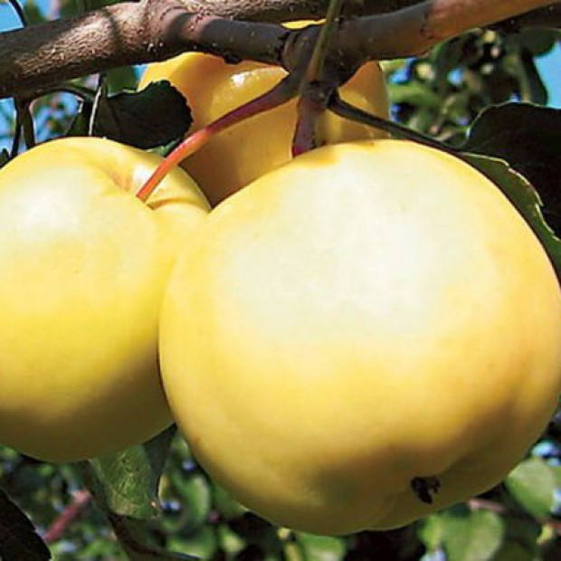 Фото 3. Яблоня 