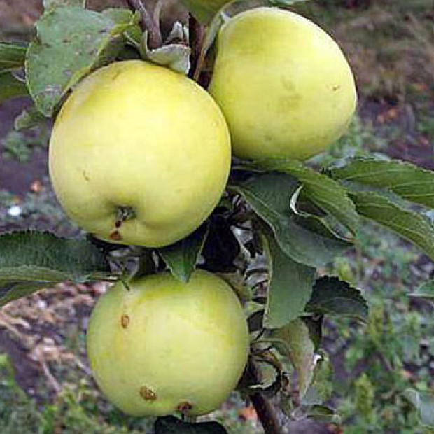 Фото 4. Яблоня 