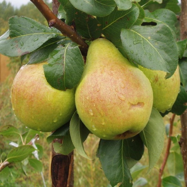 Фото 3. Груша «Москвичка» в каталоге СЦ Корекозево