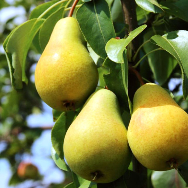 Фото 1. Груша «Москвичка» в каталоге СЦ Корекозево