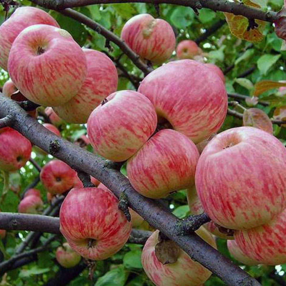 Яблоня «Мельба» в каталоге СЦ Корекозево