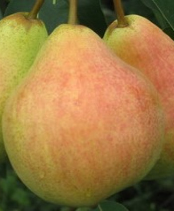 Груша «Памяти Яковлева» в каталоге СЦ Корекозево