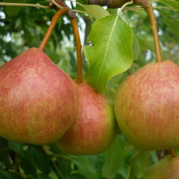 Фото 3. Груша «Памяти Яковлева» в каталоге СЦ Корекозево