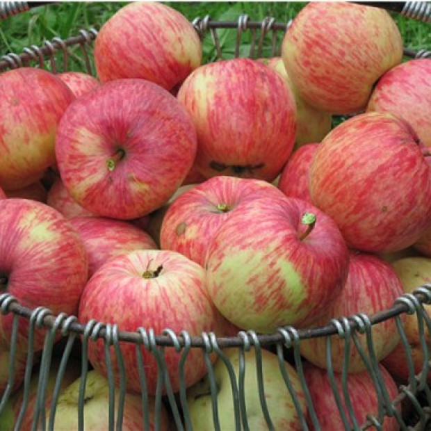 Фото 2. Яблоня «Бельфлер-китайка» в каталоге СЦ Корекозево