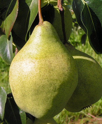 Груша «Просто Мария» в каталоге СЦ Корекозево