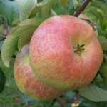 Миниатюра 1. Яблоня «Богатырь» в каталоге СЦ Корекозево