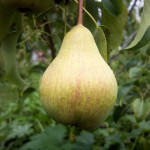 Миниатюра 3. Груша «Просто Мария» в каталоге СЦ Корекозево