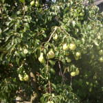 Миниатюра 4. Груша «Просто Мария» в каталоге СЦ Корекозево