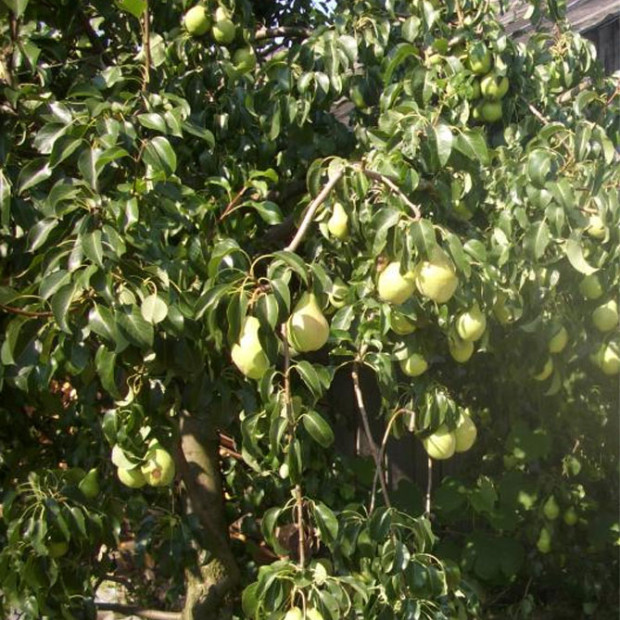 Фото 4. Груша «Просто Мария» в каталоге СЦ Корекозево