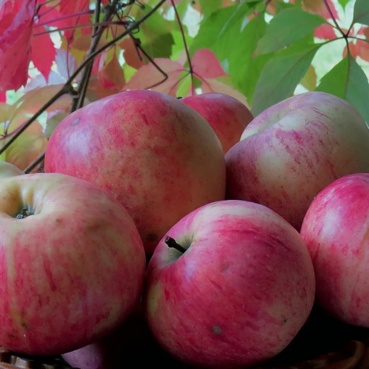 Яблоня «Осеннее Полосатое» Штрифель в каталоге СЦ Корекозево