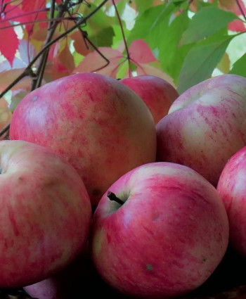 Яблоня «Осеннее Полосатое» Штрифель в каталоге СЦ Корекозево