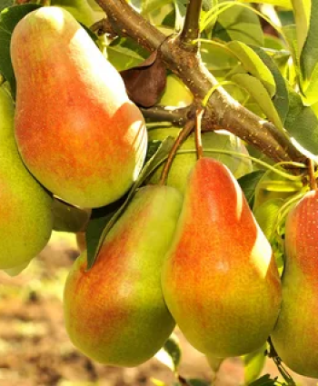 Груша «Талгарская Красавица» в каталоге СЦ Корекозево