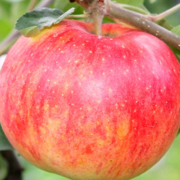 Фото 2. Яблоня «Осеннее Полосатое» Штрифель в каталоге СЦ Корекозево