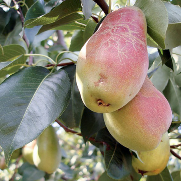 Фото 2. Груша «Талгарская Красавица» в каталоге СЦ Корекозево