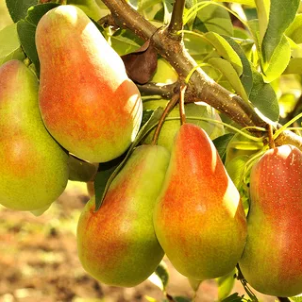 Фото 1. Груша «Талгарская Красавица» в каталоге СЦ Корекозево