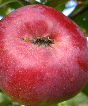 Яблоня «Орлик» в каталоге СЦ Корекозево