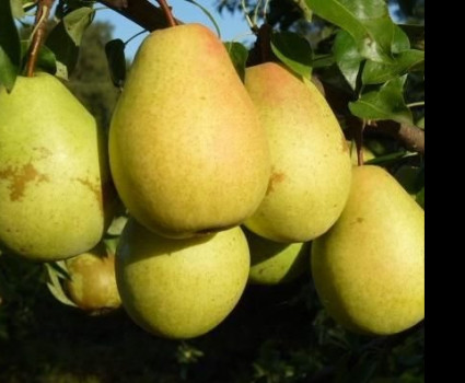 Груша «Тютчевская» в каталоге СЦ Корекозево