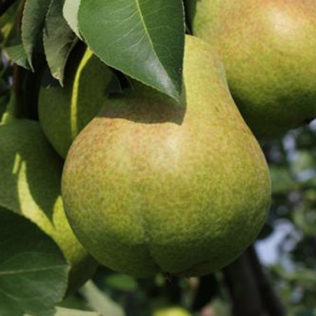 Фото 2. Груша «Тютчевская» в каталоге СЦ Корекозево