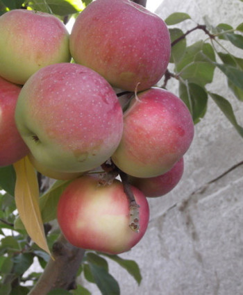 Яблоня «Лобо» в каталоге СЦ Корекозево