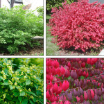 Миниатюра 2. Бересклет крылатый в каталоге СЦ Корекозево