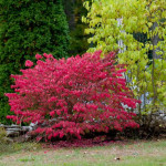 Миниатюра 4. Бересклет крылатый в каталоге СЦ Корекозево