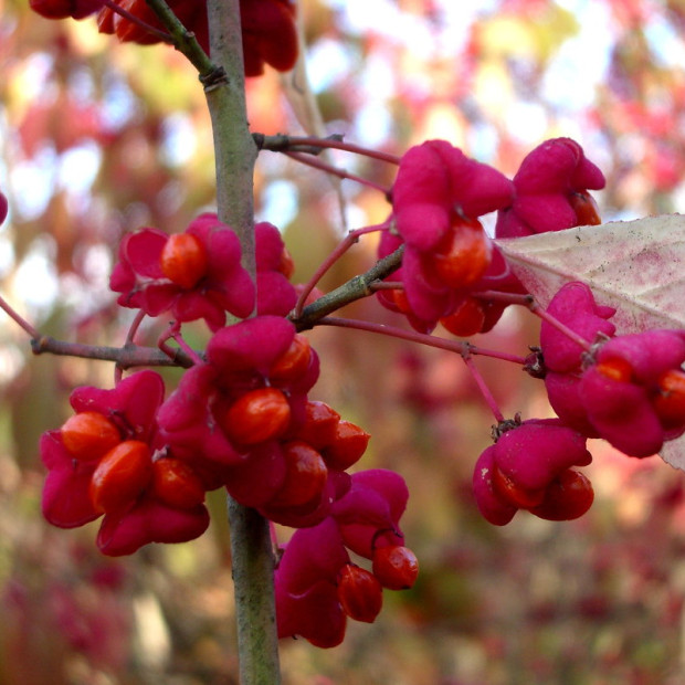 Фото 3. Бересклет крылатый в каталоге СЦ Корекозево